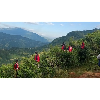 Chè San Tuyết Hoàng Su Phì - Hà Giang