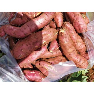 - Khoai Lang