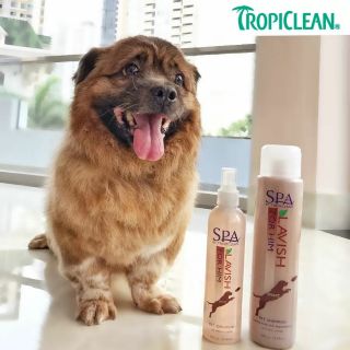 Sữa tắm cho chó mùi thơm nam tính Tropiclean Spa For Him 473ml