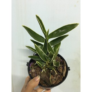 Denro xuân lá biên, hoa chớp