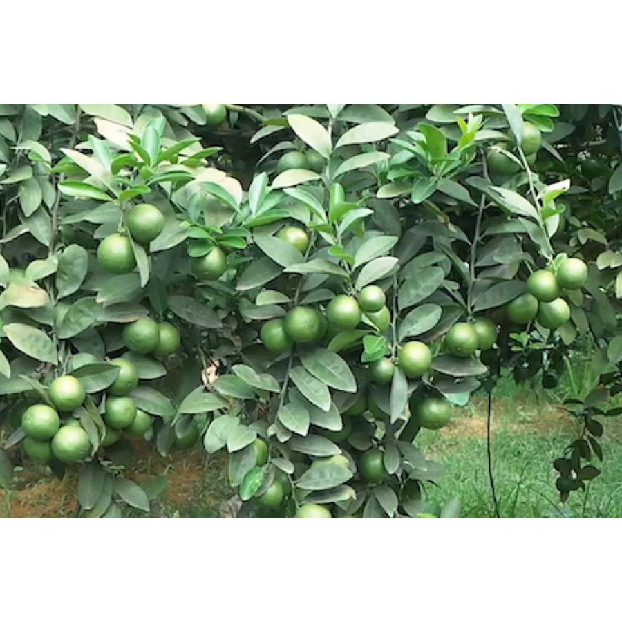 Cây Chanh Không Hạt