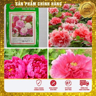 Hạt Giống Hoa Mẫu Đơn Kép ( 6 hạt)