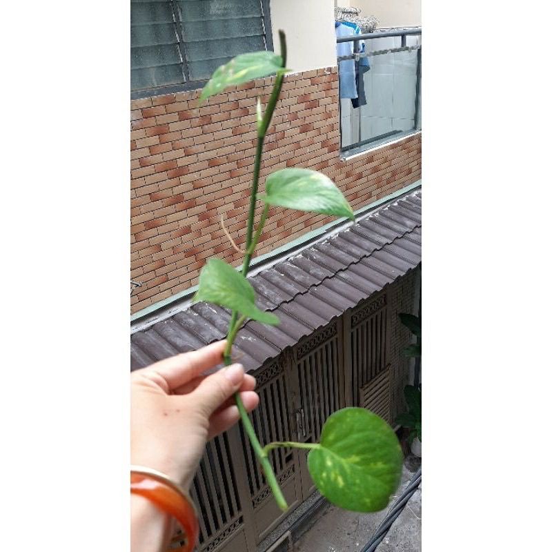 ☘️☘️☘️ Cành trầu bà thái lai sọc