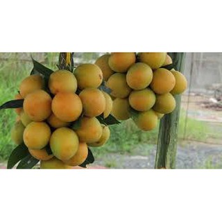 Cây giống thanh trà