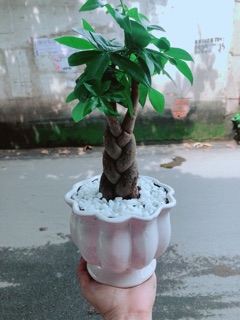 Chậu Kim Ngân Thắt Bính 3 Thân