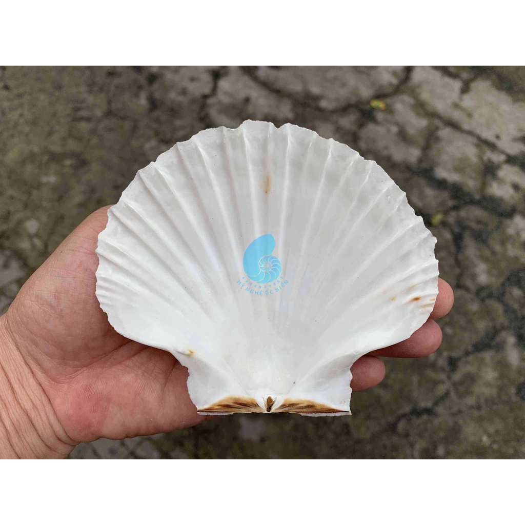 Vỏ Sò Điệp Nhật Size Đại làm Chậu trồng cây để bàn phong cách độc đáo- trồng xương rồng, sen đá, chân nến
