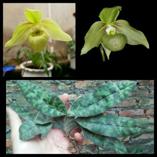 Lan hài Jackii cây to, hàng rừng tuyên quang