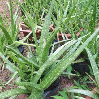 CÂY GIỐNG NHA ĐAM MỸ