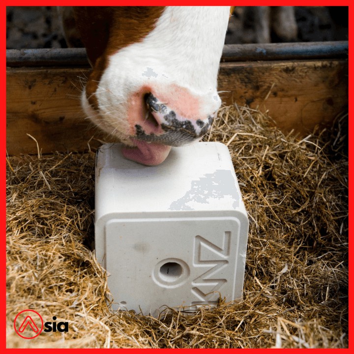 Thùng Đá liếm chăn nuôi KNZ  xuất xứ Hà Lan