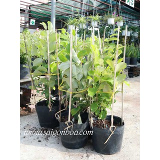 Cây Táo Ta (Cây Táo Giống)
