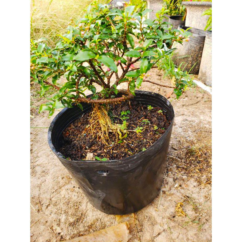 Cây Sơ-ri Cảnh Dáng Bonsai