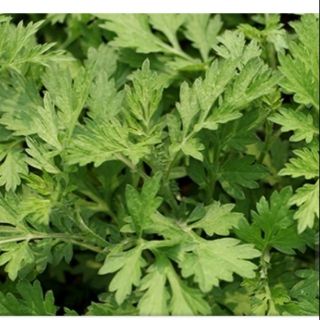 5 Gốc cây ngải cứu