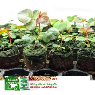 Gói 10 hạt giống hoa hồng thân gỗ ngoại nhập khẩu ĐẾN MÙA TRỒNG TẾT