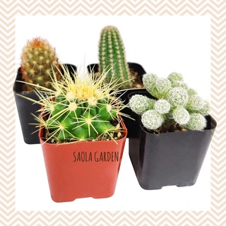 [Tặng 1 SEN mini (sen vỉ) 3-5 cm] COMBO 5 Xương rồng khác nhau cỡ bầu 6-9 cm - Cây cảnh ngoài trời dễ thương