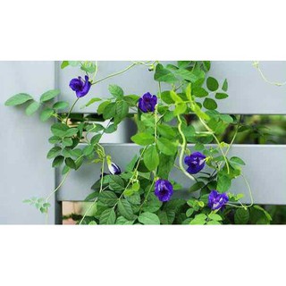 Hạt cây hoa đậu biếc
