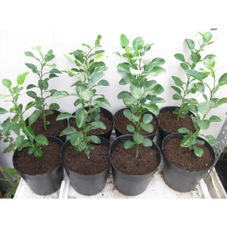 Cây Chanh Trúc ( Chanh Lá Số 8)