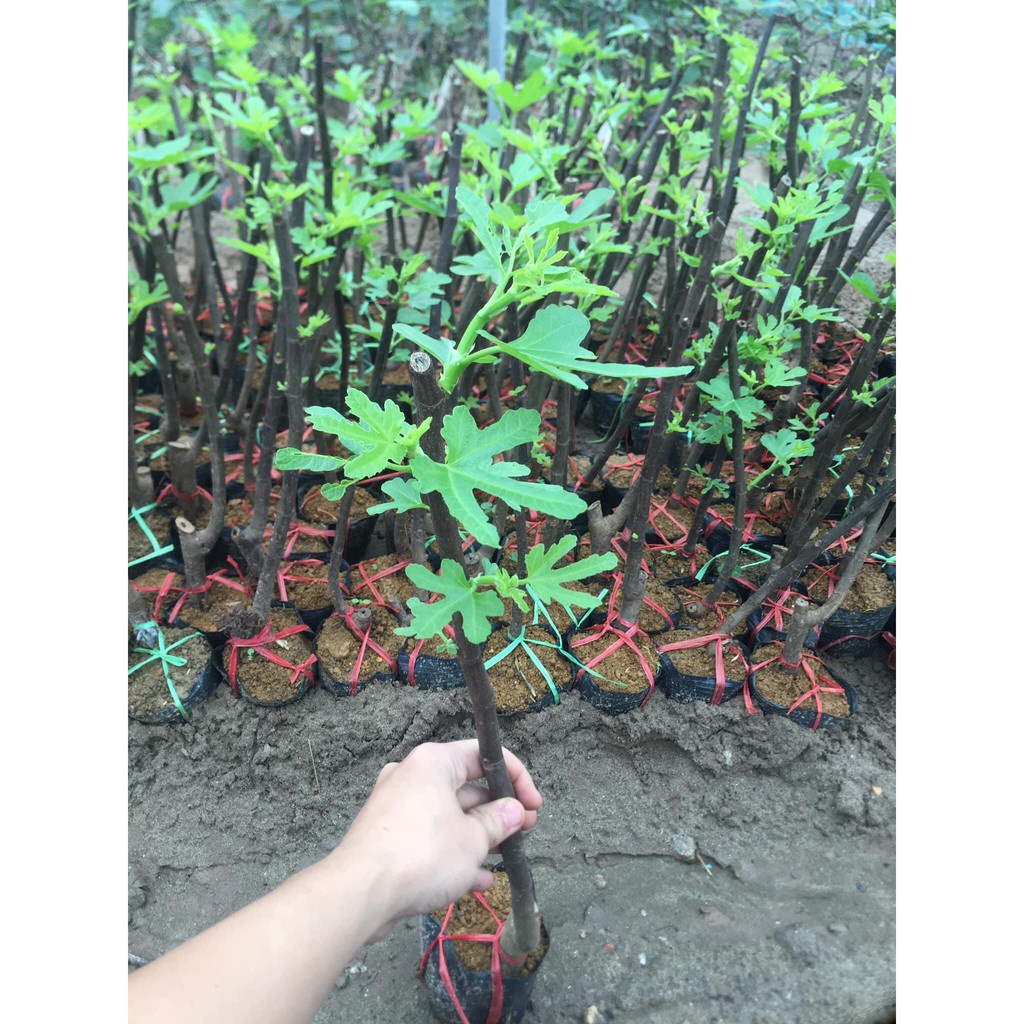 Cây Giống Sung Mỹ Bầu Rễ Ổn Định Trồng 6 Tháng Có Quả
