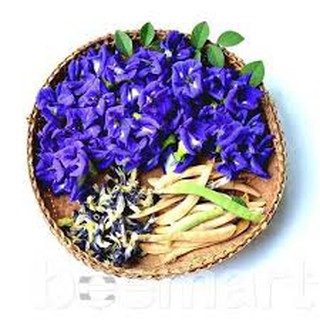 hạt giống đậu biếc