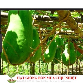 5 hạt giống bí đao khổng lồ bí đao khổng lồ 5 hạt tư 10 tới 30 kg