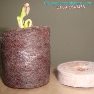Viên nén chuyên dùng gieo ươm hạt giống mụn sơ dừa 50 viên