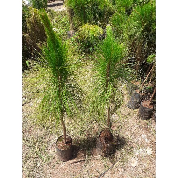 2 cây thông cao khoảng 60cm