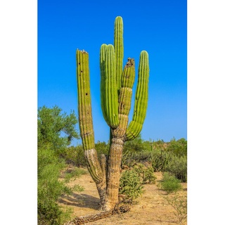 Hạt giống cây xương rồng khổng lồ Mexico 50h