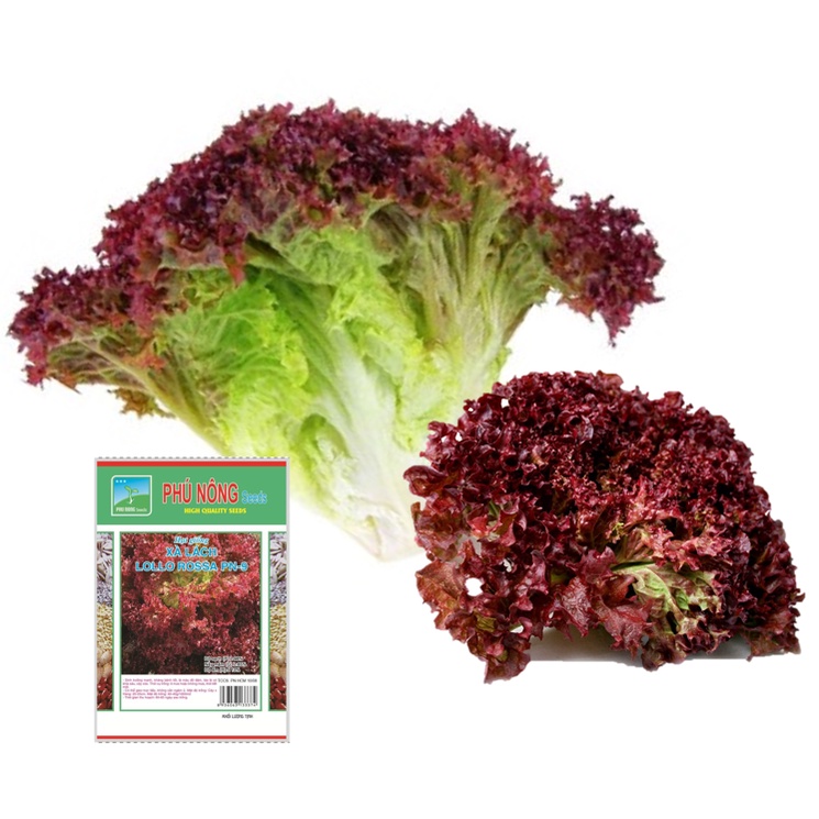 Hạt Giống Rau Xà Lách Đỏ Xoăn Lollo Rossa Chịu Nhiệt (Xà lách tím Lolo) - Gói 2g - VTNN Nông Điền Trang