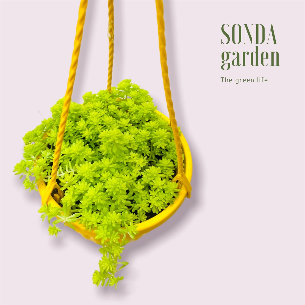 Sen đá sedum vàng SONDA GARDEN trồng chậu treo đường kính 9cm, cây cảnh trang trí nhà cửa, lỗi 1 đổi 1