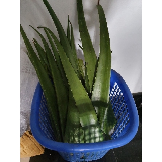 🆘Cây {Nha Đam} Thái bẹ to