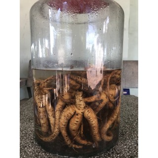 Cây sâm bố chính