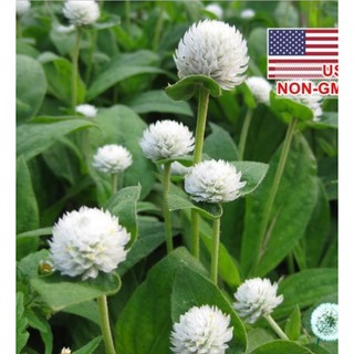 50 Hạt giống hoa Bách nhật trắng