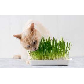 Hạt giống cỏ mèo chó mèo
