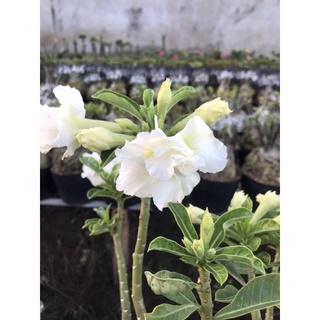 cây hoa sứ trắng+ Tặng phân bón
