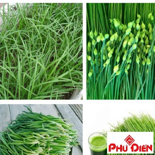 5 gram hạt giống rau hẹ bông phú điền