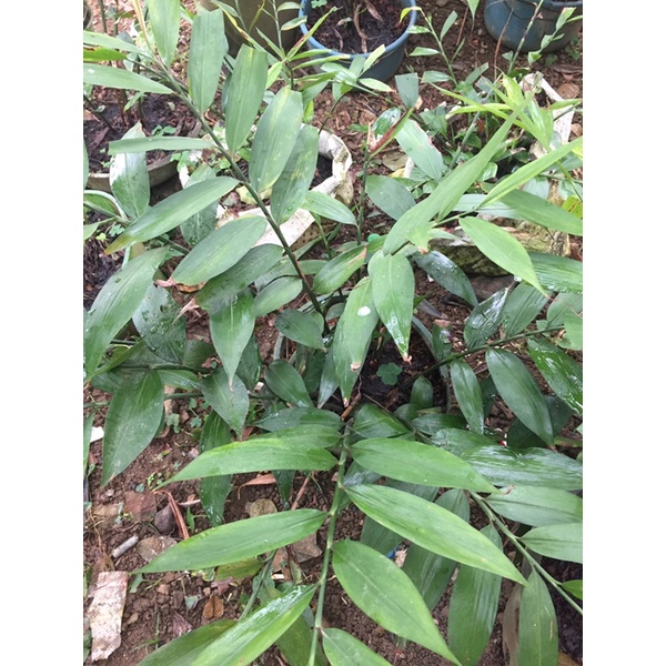 Gừng núi đá thuần