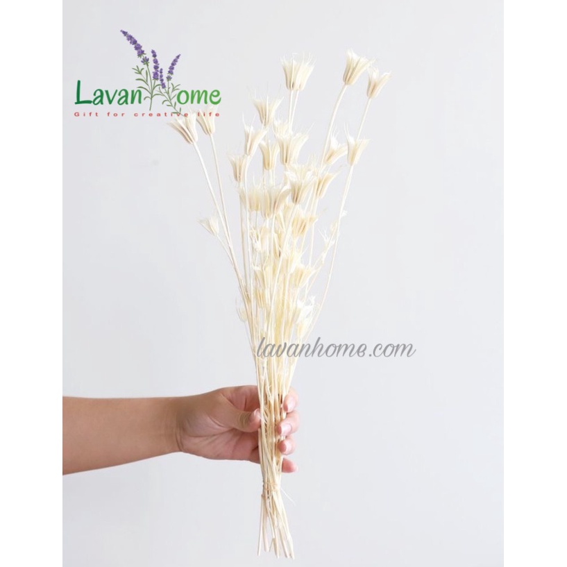 Hoa khô decor, hoa nhập khẩu cắm bình trang trí phòng khách, phòng ngủ, chụp ảnh sản phẩm, làm quà tặng, thiệp handmade