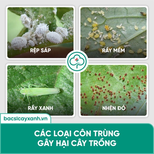 Chế phẩm sinh học diệt sâu bọ, nhện đỏ, rầy, rệp, côn trùng hút chích BS25 Insect 100/200g NSX Bacsicayxanh