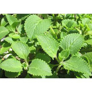 100 hạt giống húng chanh