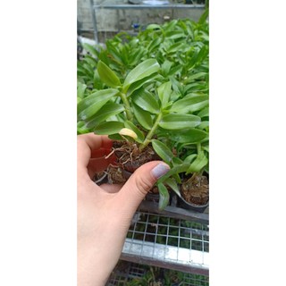 [Rẻ Vô Địch] Phi Điệp Sơn Điền Cánh Mai ( Cây con giống gieo hạt)