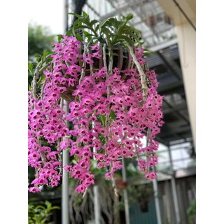 Trầm tím rừng đã ghép gỗ.
