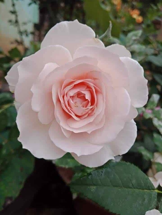 Cây hoa hồng ngoại misaki rose