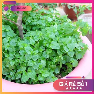 Hạt giống rau càng cua xanh giòn LUCKY.VN