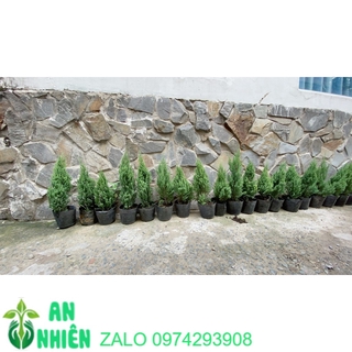 Cây Tùng Cao 40cm (Cây Sơn Tùng )