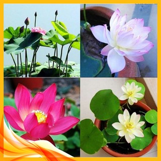 [Đã cắt đầu] Gói 5 Hạt Giống Hoa Sen Mini Nhật Mix 5 màu khác nhau - kèm dung dịch thuỷ canh, tỷ lệ nảy mầm cao