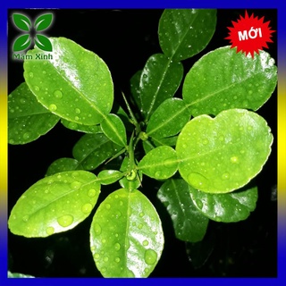 COMBO 4 CÂY CHÚC GIỐNG TRỒNG TỪ HẠT VÙNG BẢY NÚI AN GIANG KHỎE MẠNH, CÂY CHANH THÁI, xương rồng