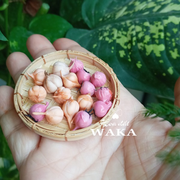 Mô hình Củ Hành Tỏi Mini - Rau Củ Quả Mini 1/12