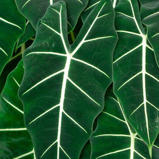 Cây giống môn nhung Alocasia Frydek trưởng thành