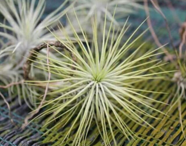 Không khí  đuôi cáo - Hồ  Ly (Tillandsia funckiana)