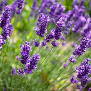 Combo nguyên liệu lavender