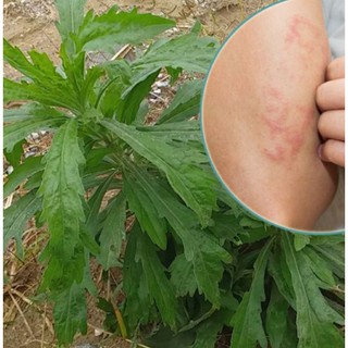 500g Cây Ngải Dại Tươi,Khô